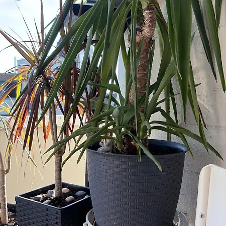 Apartmán Gemuetliche, Ganze In Ruhiger, Zentraler Lage